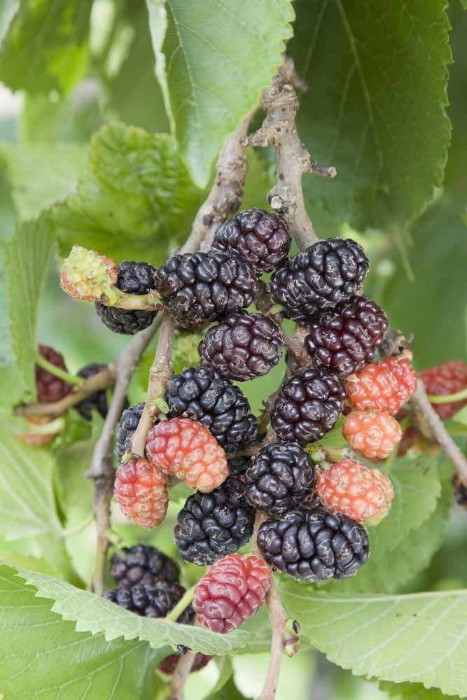 blackberry photo alternative text...